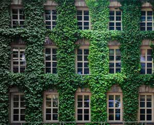 家里不同角落需要擺放不同植物，你家放對了嗎？