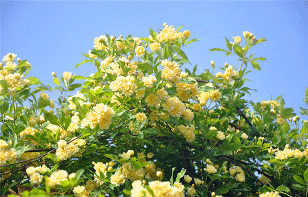很多人都喜歡花花草草，但是咱們室內(nèi)該擺什么就不是那么清楚了。