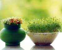 客廳財(cái)位的植物該怎么擺放?