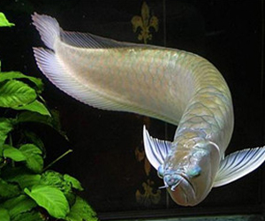 你認(rèn)識(shí)銀龍魚嗎？它可以吃嗎？