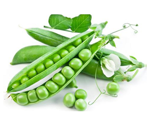 你會(huì)種植豌豆嗎？