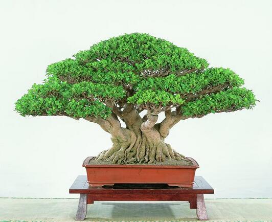 榕樹繁殖的速度快嗎？是怎么繁殖的呢？