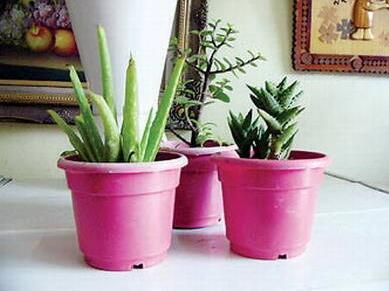 盆栽蘆薈用什么盆子好？怎么養(yǎng)？