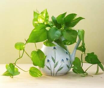 你知道綠蘿的花語嗎？