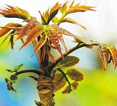 香椿營養(yǎng)價(jià)值高嗎？