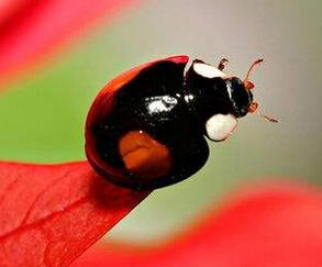 益蟲(chóng)有哪些？