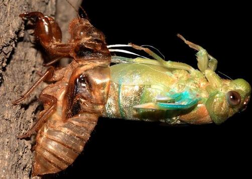 金蟬脫殼是什么意思？