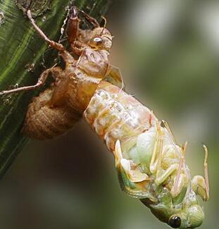 金蟬脫殼成語(yǔ)解釋