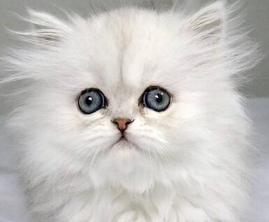 金吉拉貓多少錢(qián)一只呢？怎么選擇呢？