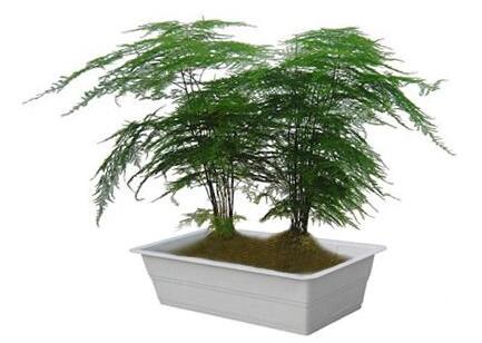 文竹好養(yǎng)嗎？會(huì)開花嗎？