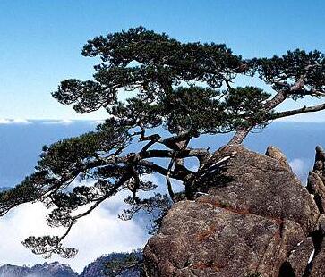 松樹的特點(diǎn)有哪些呢？