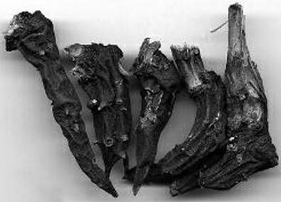 草烏對(duì)人身體有什么好處呢？