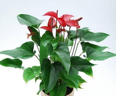 怎么才能讓紅掌開(kāi)花呢？