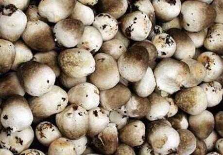 口蘑、香菇、草菇的區(qū)別