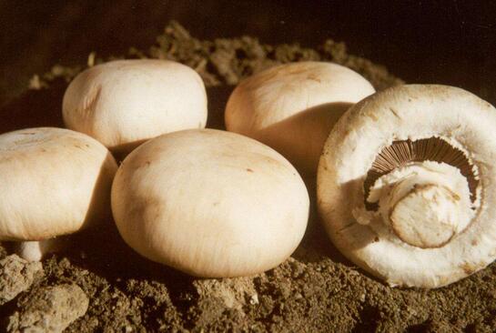 口蘑、香菇、草菇的區(qū)別