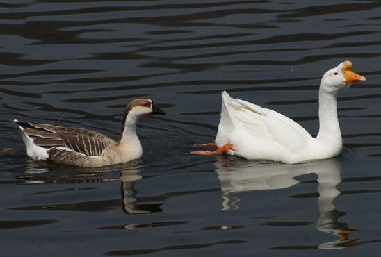 鵝和鴨的區(qū)別