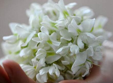 洋槐樹有毒嗎？可以吃嗎？