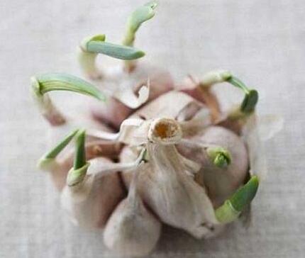 大蒜發(fā)芽是壞了嗎？還可以吃嗎?