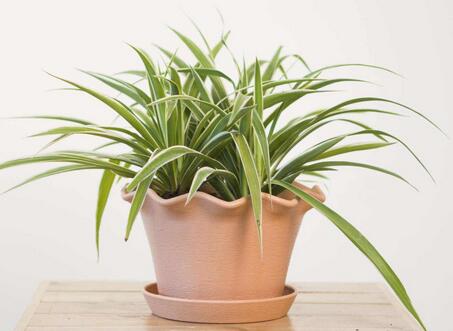 家里放金邊吊蘭好嗎？