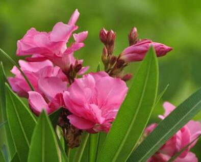 夾竹桃有毒嗎？