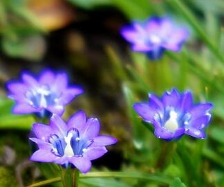 龍膽草多少錢？功效怎么樣？