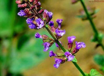 紫參有哪些功效呢？