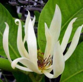 白蘭花怎么種植呢？好養(yǎng)嗎？