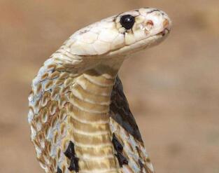 眼鏡蛇貴嗎？都分布在哪里呢？