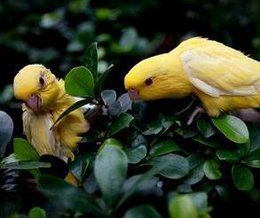 橫斑鸚鵡貴不貴？多少錢呢？