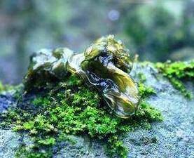 吃地皮菜好嗎？多少錢一斤呢？