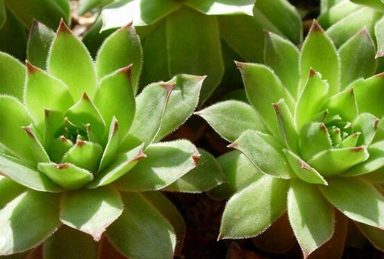 景天科觀音蓮子