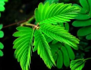 含羞草為什么會害羞？有什么作用呢？