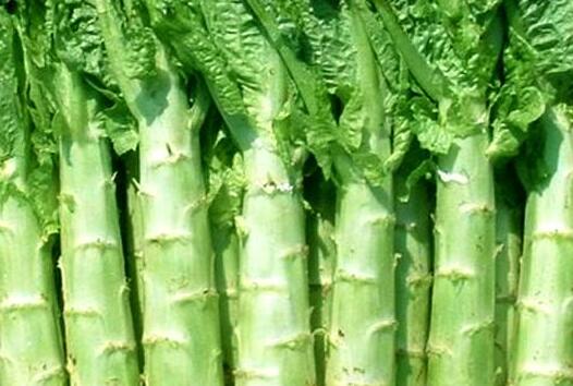 萵筍
