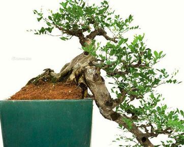 九里香好養(yǎng)嗎？